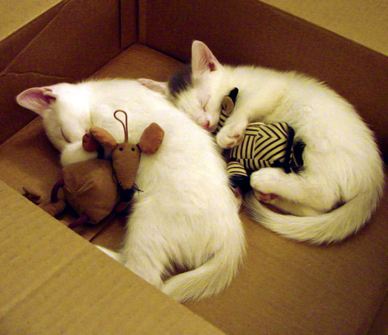 当南美狂想曲遇上亚平宁风暴，克瓦拉茨赫利亚用统治级数据书写秘鲁对阵罗马的足球寓言