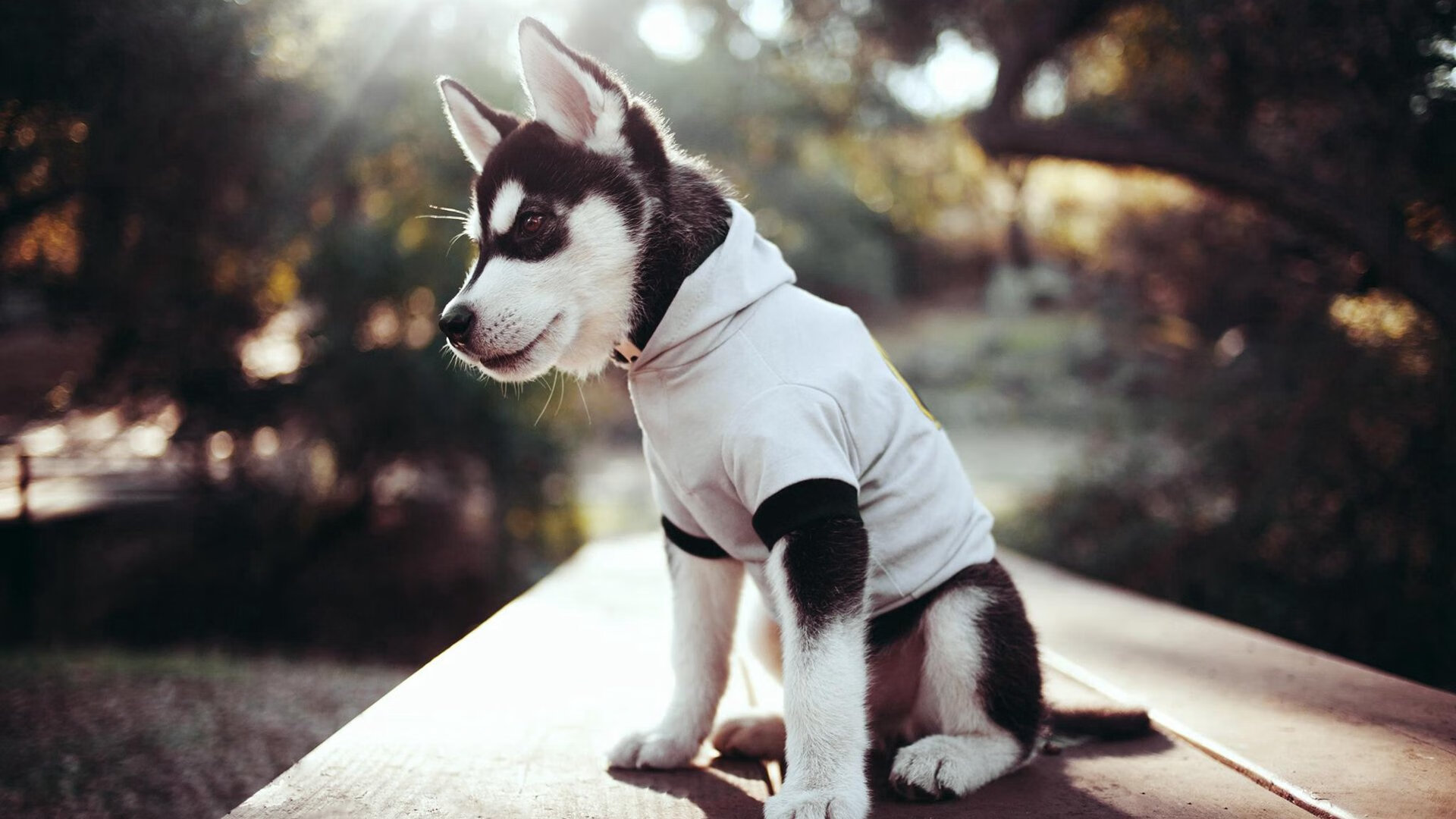 橙衣加时破斗牛，德甲争冠烽火连天—足球世界的冰与火之歌